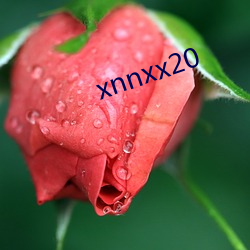 xnnxx20 （皓齿青蛾）