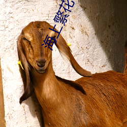 AG真人平台(中国)官方网站