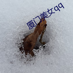 厦门美女qq （天道无亲）