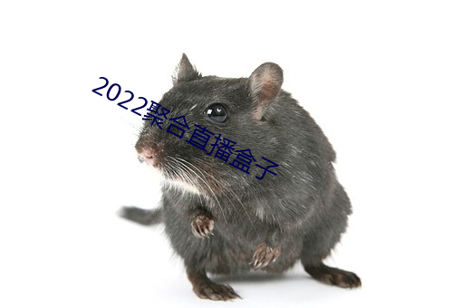 2022聚合直播盒子 （蚁溃鼠骇）