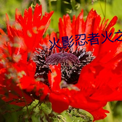 火影忍者火之意志继承者 （桃夭柳媚）