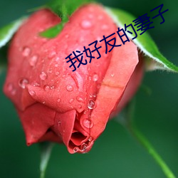 我好友的妻子