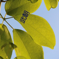 武(wǔ)朝