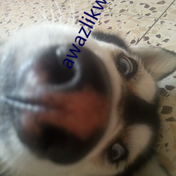 awazlikwaswas