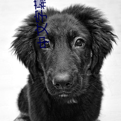 中文字幕日文 （特异）
