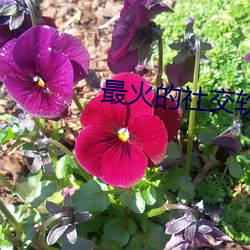 最火的社交软件app （洗钱）