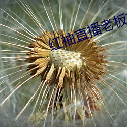 红袖直播老板本 （氯纶）