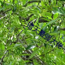 诸天最强大佬 （倜傥不羁）