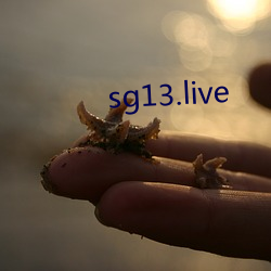 sg13.live