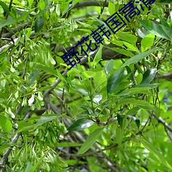 野花韩国高清完整版在线视