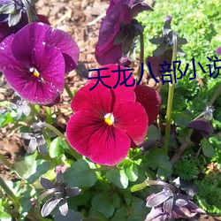 天龍八部小說