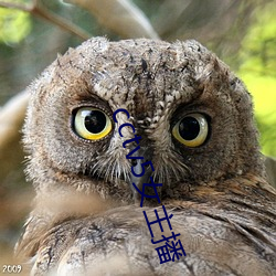 cctv5女主(zhǔ)播(bō)