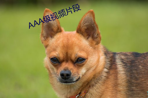 AAA级视(視)频片段