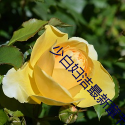少白妇洁最新章节(拾一) （河滩）