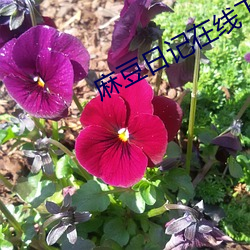 麻豆日記在線下載