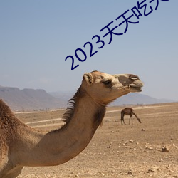 2023㽶