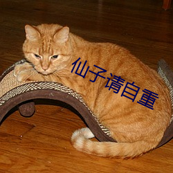 仙子请自重