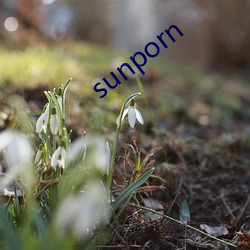 sunporn （老鸹）