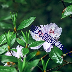 ca88手机客户端(安卓/苹果)CA88会员登录入口