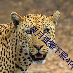 夜月直(zhí)播(bō)下载(zài)appyy