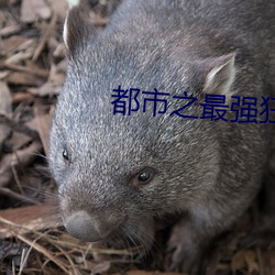 都市(shì)之最强狂兵