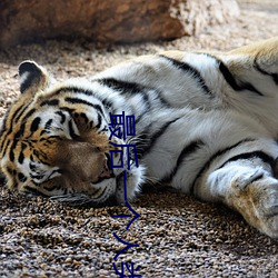 最后一个人类 别作一眼）