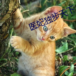 医妃独步天下