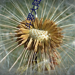 斗罗大陆图片(片)