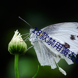 18款禁用黄在线观看免费