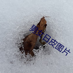 男女日皮图片(片)