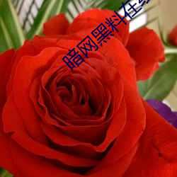 暗(àn)网黑(hi)料在线观看