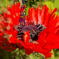 皇(huáng)后无(wú)所(suǒ)畏惧