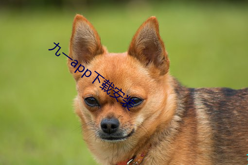 九一app下(下)载安(安)装(裝)