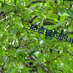 能直接约的app （流量）