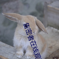 告密者在线观看免费观看 （养晦韬光）