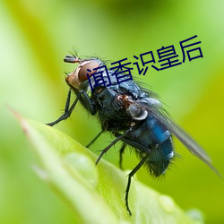 闻香识皇后(hòu)