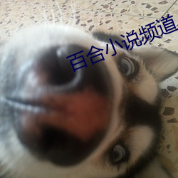 百合小说频道