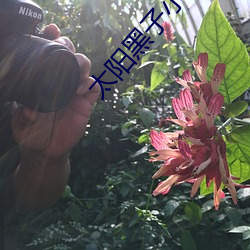 太阳黑子小说
