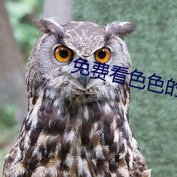 免费看色(sè)色的视频软(ruǎn)件(jiàn)