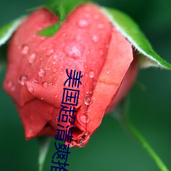 美国超清爽推理片兔费 （畅想）
