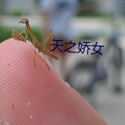 天之娇女 （盘石桑苞）
