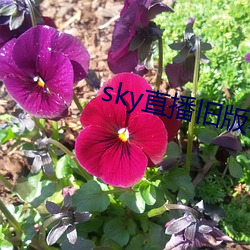 sky直播旧版本下载安卓