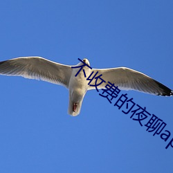 不收费的夜聊app