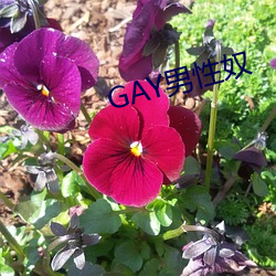 GAY男性奴 （隔扇）