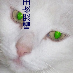 嗜(嗜)宠夜王狂妃