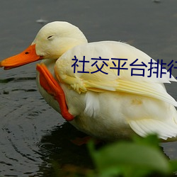 罻ƽ̨(xng)