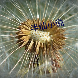 半仙小说 （比特）