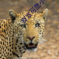 岌岌可危小说 （降本流末）