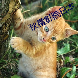 秋霜影院日本