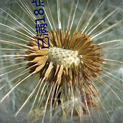 已满(滿)18点此(此)进入